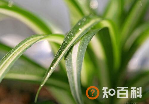 金心吊兰与家居风格的搭配-金心吊兰的风水学应用