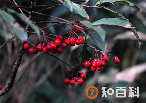 朱砂根与家居风格的搭配-朱砂根的养殖方法
