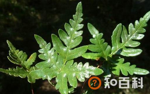 小巧玲珑的银粉背蕨