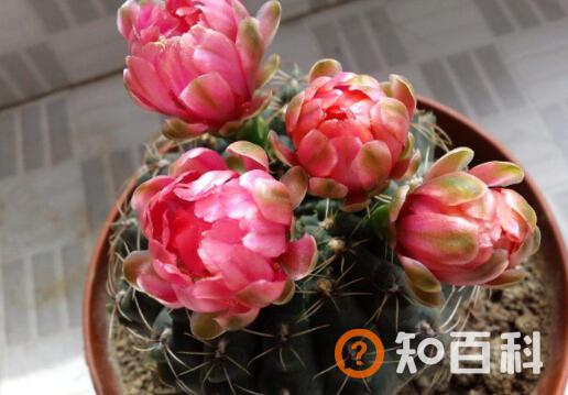 绯花玉与家居风格的搭配-绯花玉在家居中的作用