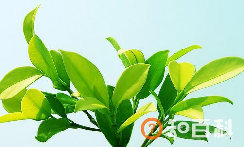 科学魅力 探索叶子的奥秘