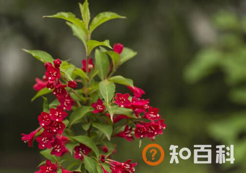 仙人指与家居风格的搭配-仙人指在家居中的作用
