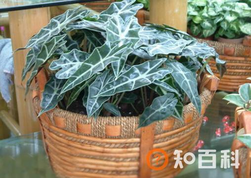 黑叶观音莲与家居风格的搭配-黑叶观音莲的风水学应用