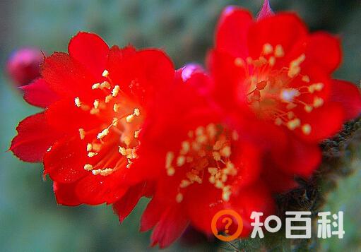 子孙球的风水学应用-子孙球在家居中的作用