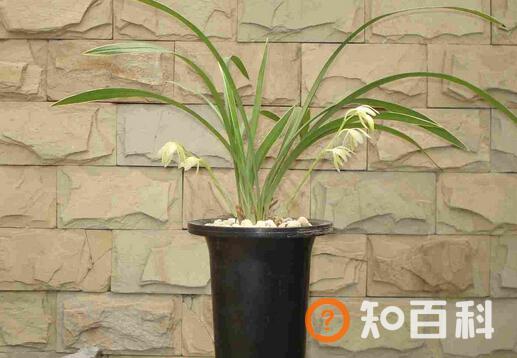 秋兰与家居风格的搭配-秋兰在家居中的作用