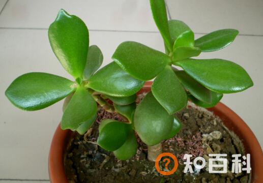 燕子掌的风水学应用-燕子掌的养殖方法