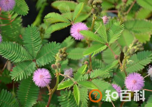 家里有宝宝能养含羞草吗？含羞草有毒吗？