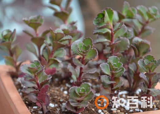 小球玫瑰与家居风格的搭配-小球玫瑰的风水学应用