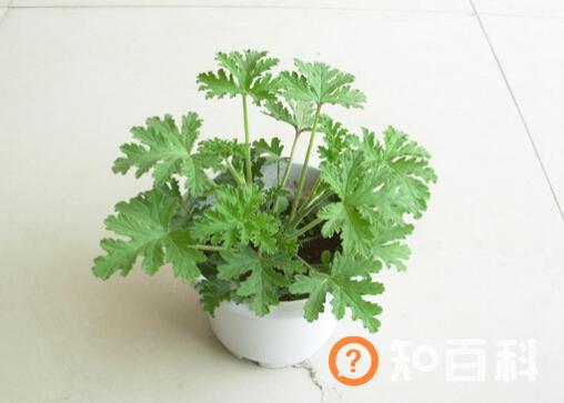 驱蚊草是什么？驱蚊草怎么养？