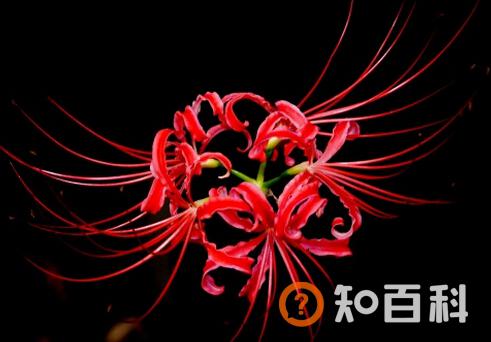 彼岸花与家居风格的搭配-彼岸花在家居中的作用