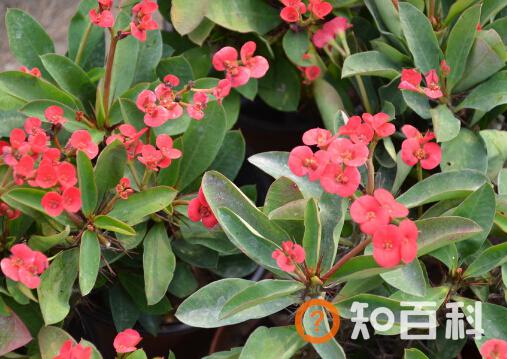 虎刺梅与家居风格的搭配-虎刺梅在家居中的作用
