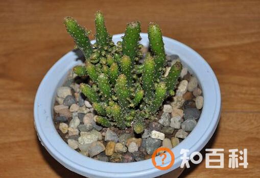 姬珊瑚的风水学应用-姬珊瑚在家居中的作用