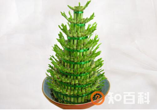 富贵竹叶子发黄怎么办？富贵竹怎么水养？