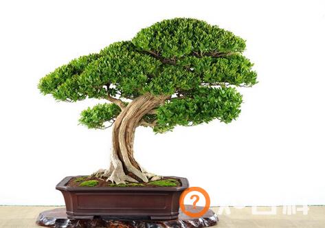 黄杨与家居风格的搭配-黄杨的养殖方法