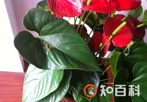 红掌叶子发黄是什么原因？红掌的养殖方法