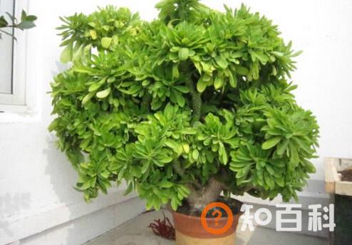 麒麟掌与家居风格的搭配-麒麟掌在家居中的作用