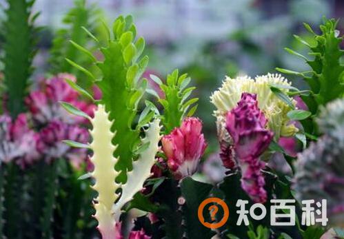 春峰与家居风格的搭配-春峰在家居中的作用