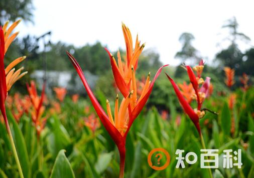 天堂鸟花与家居风格的搭配-天堂鸟花的风水学应用