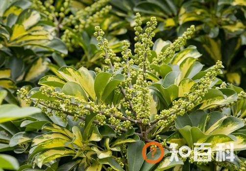 鹅掌柴的风水学应用-鹅掌柴在家居中的作用