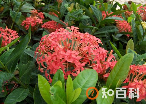 龙船花与家居风格的搭配-龙船花的风水学应用