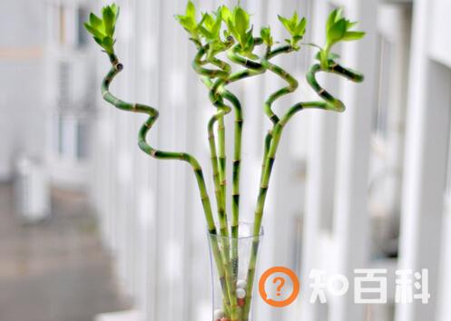 转运竹的风水学应用-转运竹的养殖方法