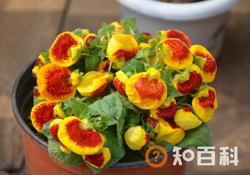 荷包花对环境的影响-荷包花的风水作用