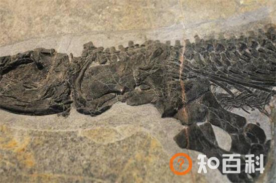 三叠纪化石种类和特点