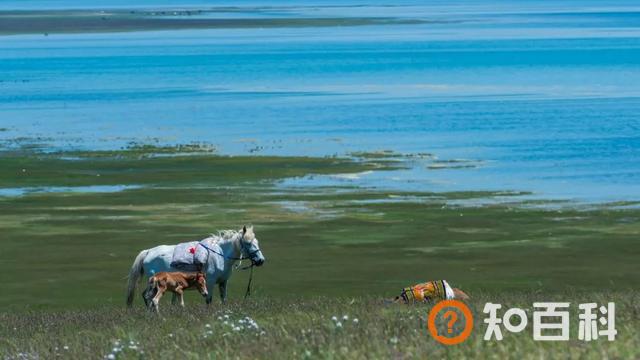 “半山半湖半花海”——发掘青海别具一格的美
