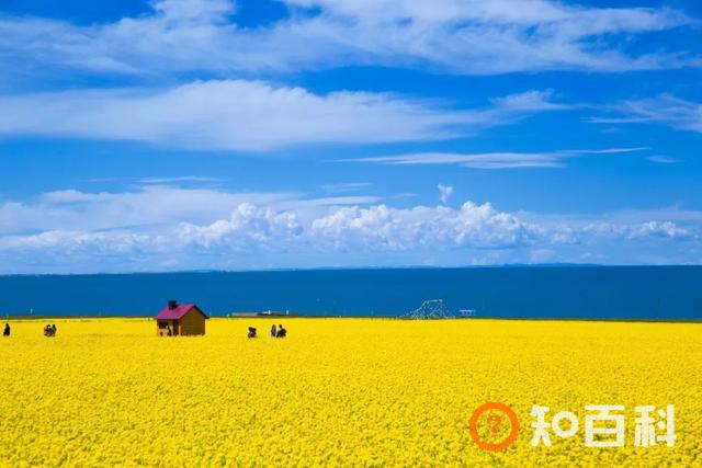 “半山半湖半花海”——发掘青海别具一格的美