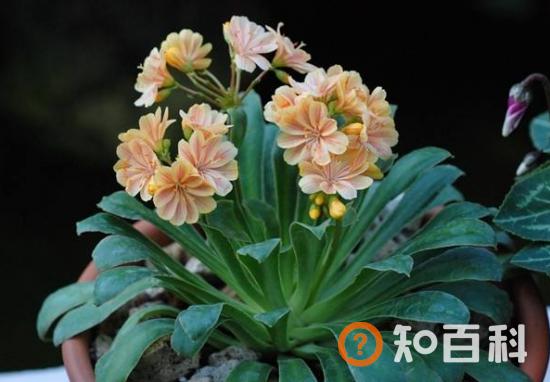 露薇花怎么养-露薇花的养护技巧
