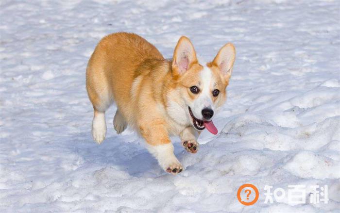 柯基犬简介_柯基犬价格_柯基犬的寿命_柯基犬的特征特点