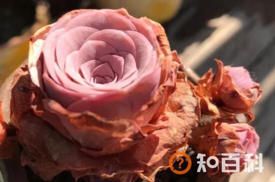 耶罗粉山地玫瑰怎么养