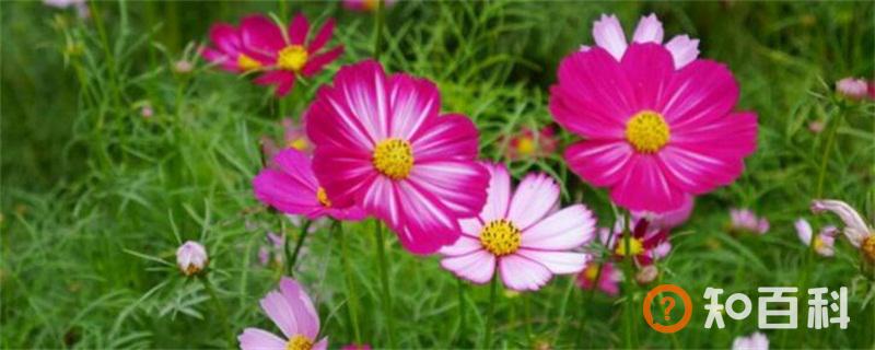 格桑花的花语