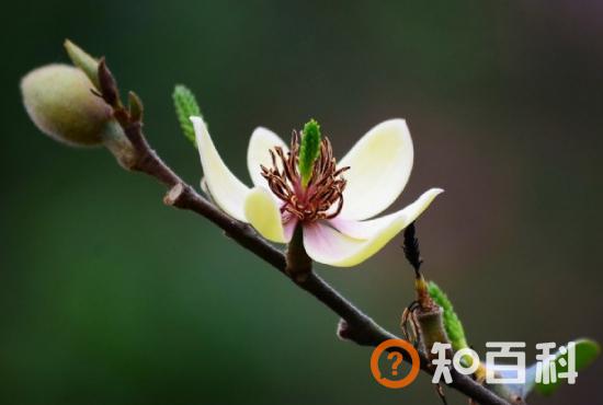 含笑花的介绍