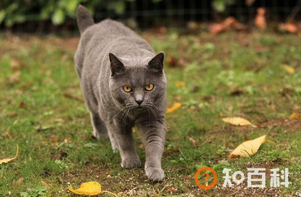 卡尔特猫简介_卡尔特猫价格_卡尔特猫的寿命_卡尔特猫的特征特点