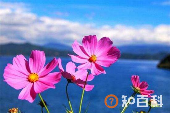 格桑花的花语