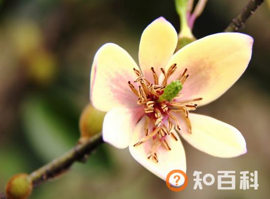 含笑花的介绍