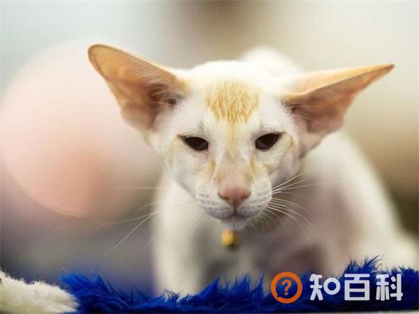 东方猫简介_东方猫价格_东方猫的寿命_东方猫的特征特点