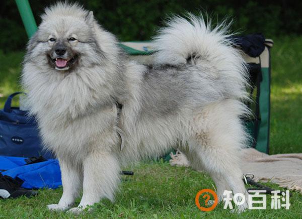 荷兰毛狮犬简介_荷兰毛狮犬价格_荷兰毛狮犬的寿命_荷兰毛狮犬的特征特点