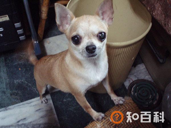 吉娃娃犬简介，吉娃娃犬价格，吉娃娃犬的寿命，吉娃娃犬的特征特点