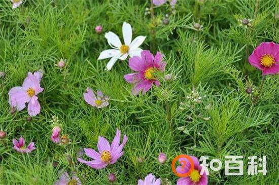 格桑花的花语