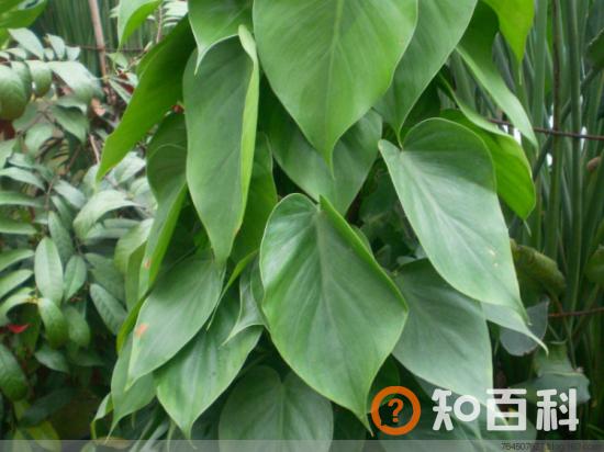 【心叶藤】心叶藤和绿萝的区别