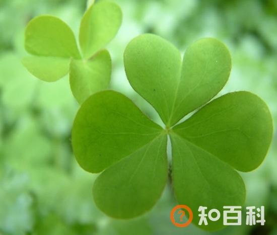 【幸运草】幸运草的种植方法，幸运草叶子代表的意义