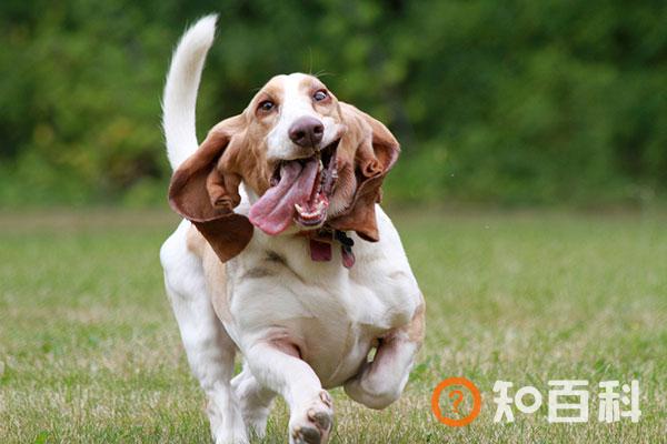 巴吉度猎犬简介_巴吉度猎犬价格_巴吉度猎犬的寿命_巴吉度猎犬的特征特点