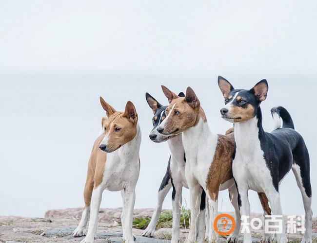 贝生吉犬简介_贝生吉犬价格_贝生吉犬的寿命_贝生吉犬的特征特点