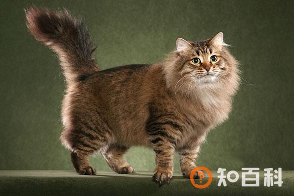 西伯利亚森林猫简介_西伯利亚森林猫价格_西伯利亚森林猫的寿命_西伯利亚森林猫的特征特点