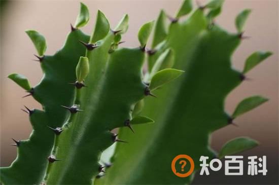龙骨花的养殖方法和注意事项