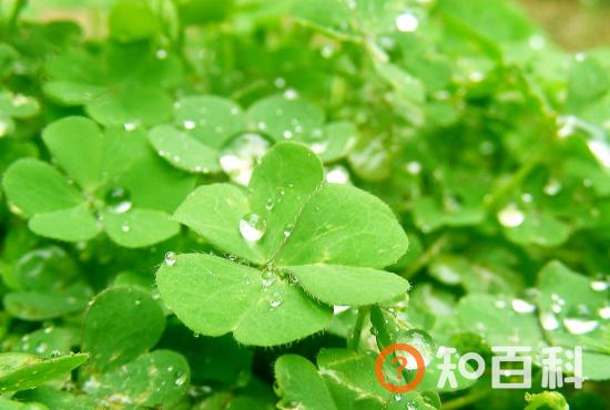 【幸运草】幸运草的种植方法，幸运草叶子代表的意义