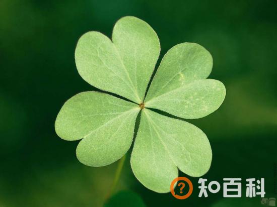 【幸运草】幸运草的种植方法，幸运草叶子代表的意义