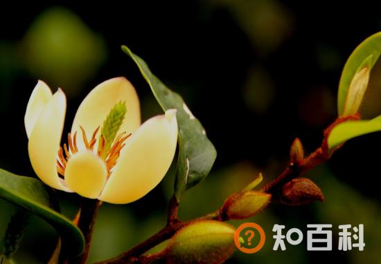 含笑花的介绍